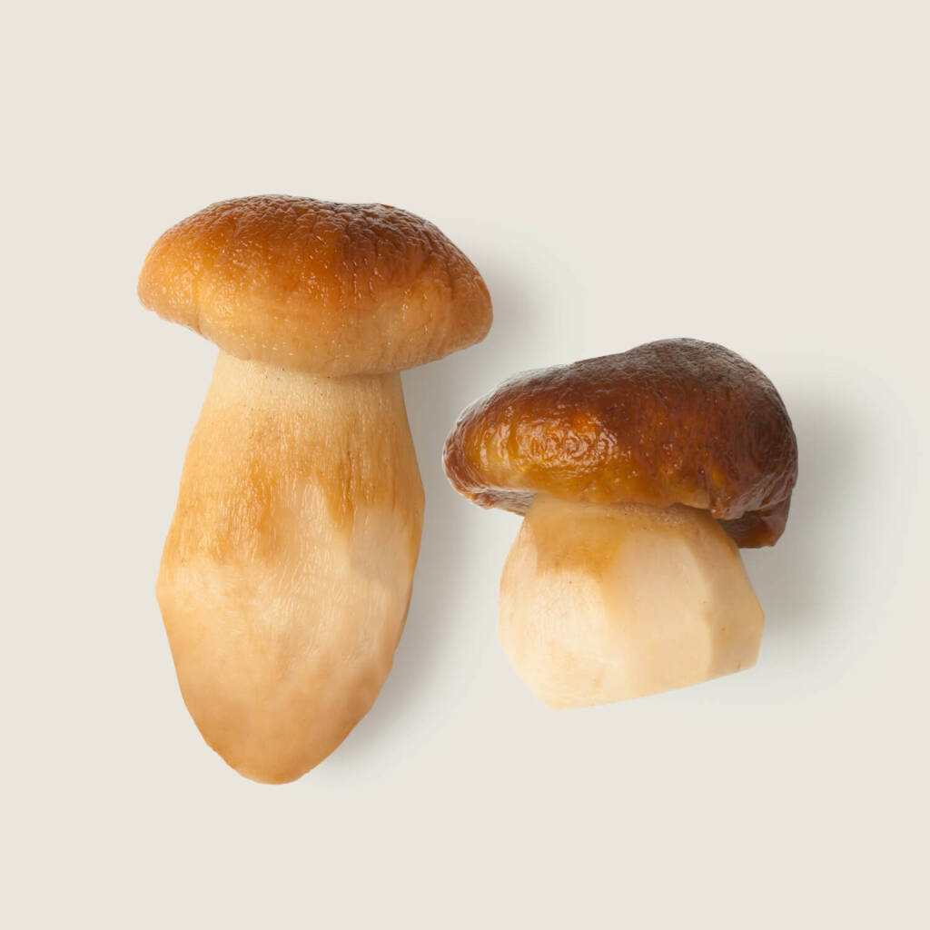 Boletus